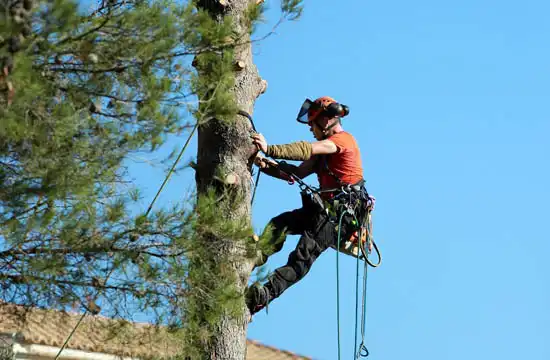 elagueur-a-chateauroux-36000